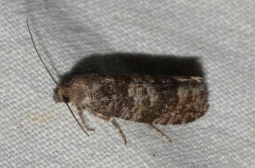 Olethreutini